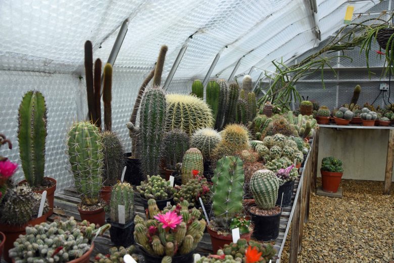 Cacti collection at Tulsa House